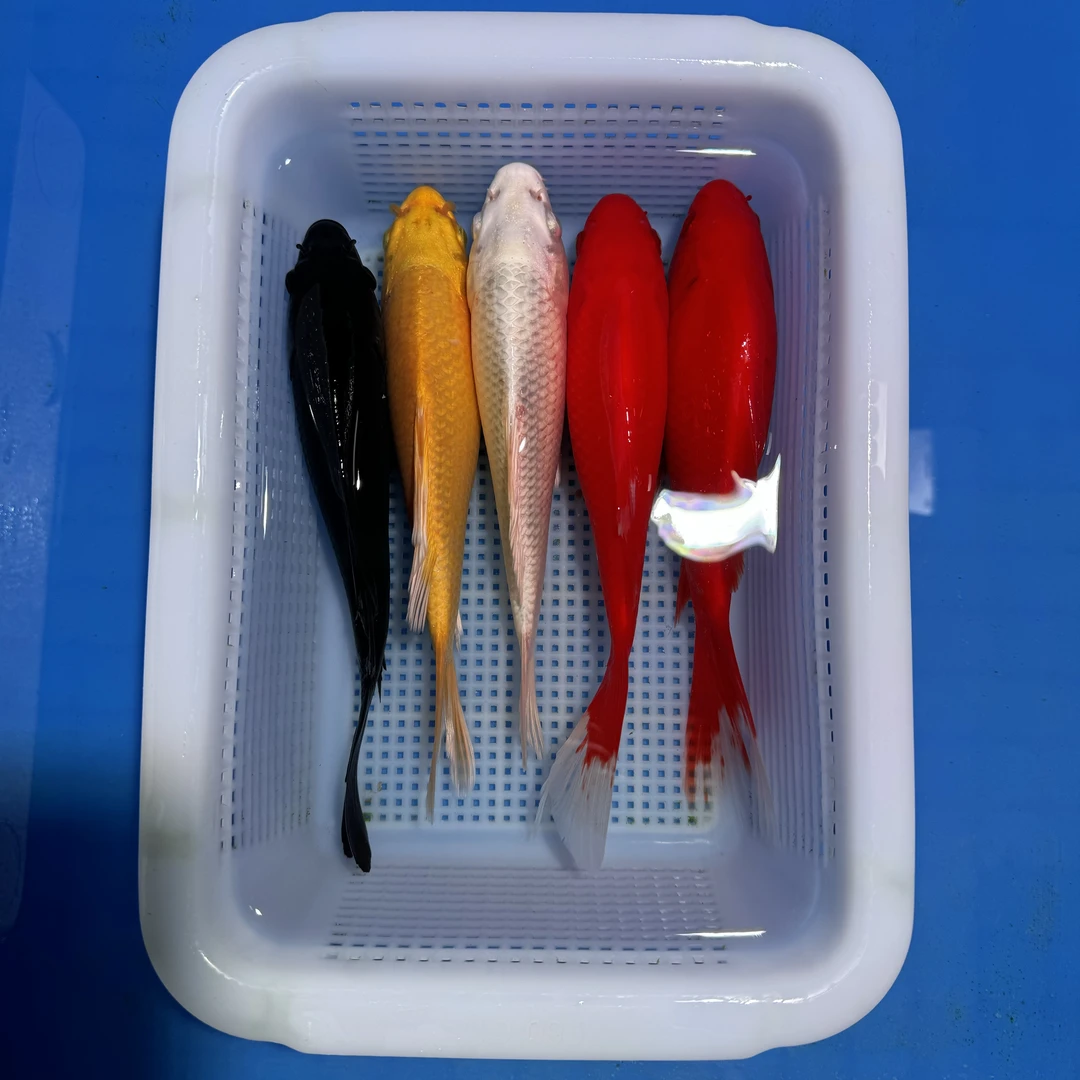 锦鲤草金2红1白1黄1黑（17-20厘米）5条观赏鱼（红色是草金）