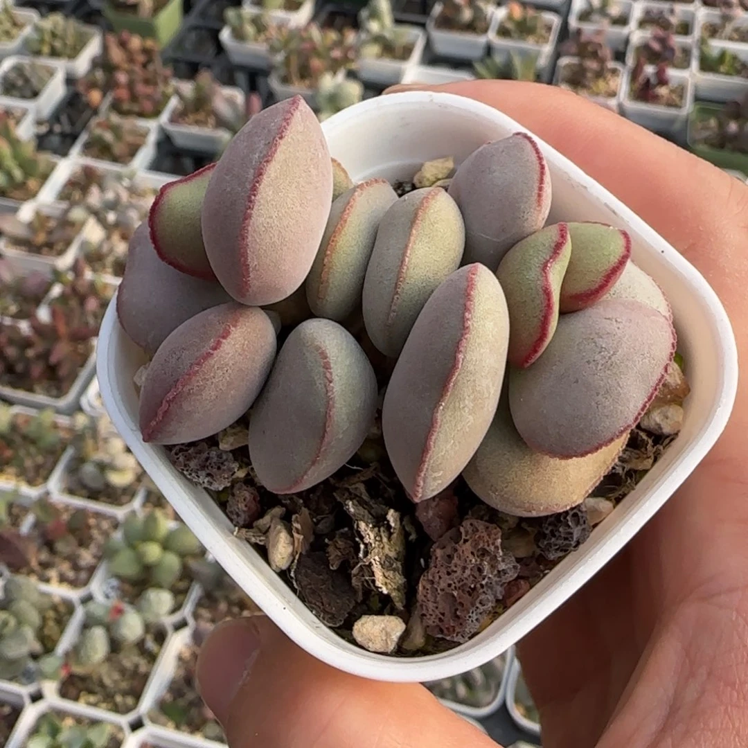 饼***干白肌红蛋多肉水泡植物