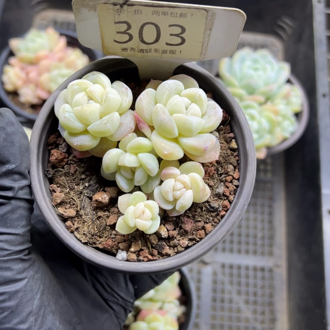 红陶多*控303号多肉植物