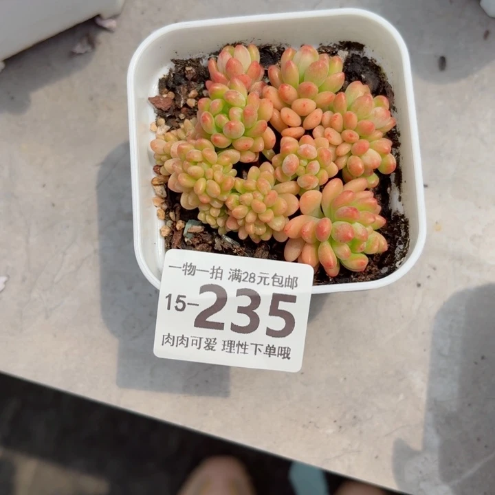 香格里拉缀化多肉无盆土发货多