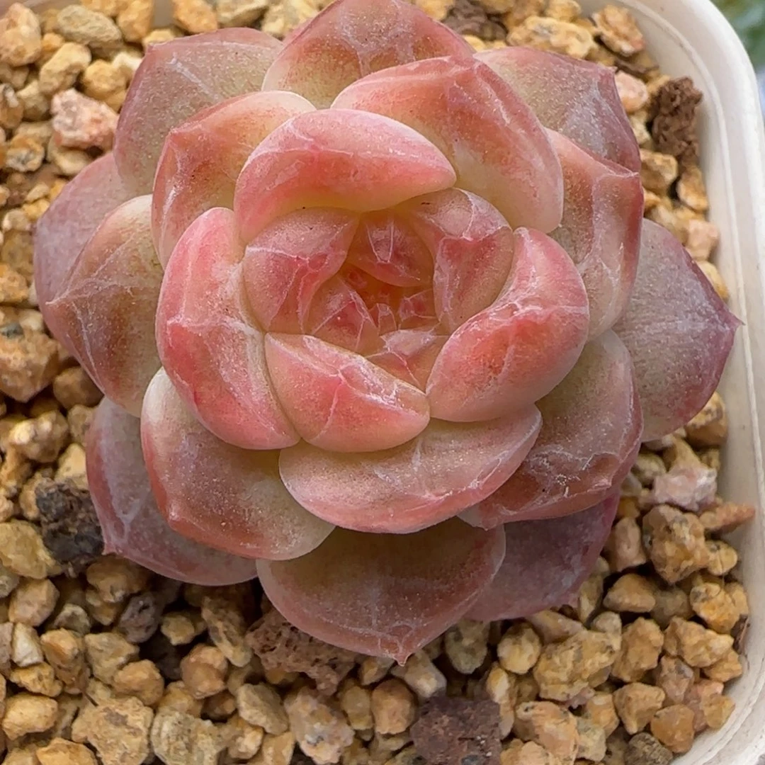 快****【满29包邮非偏远】816