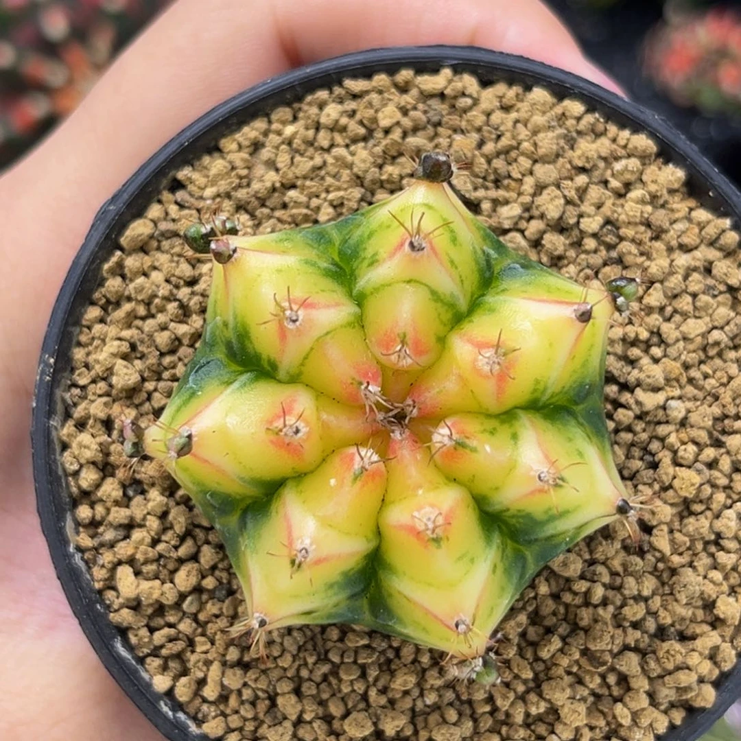 奶油蛋糕 米哈仙人球