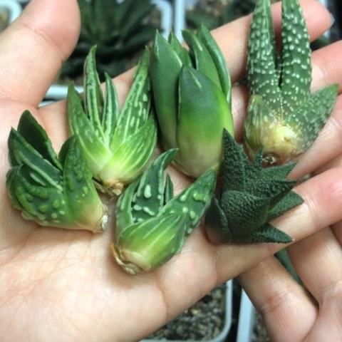 恐龙木立龙鳞天使达摩泪珠白折瑞鹤6颗一起