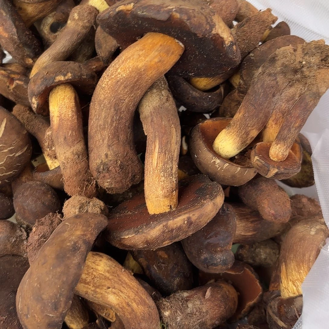 玄****云南南华野生菌中国大陆