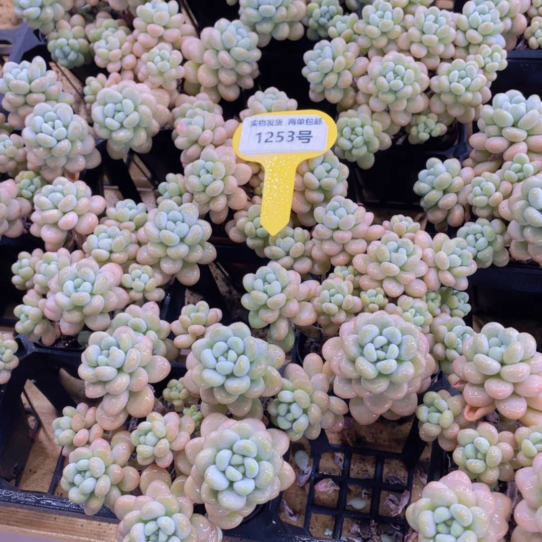 1253号 老桩洛可可多头群一个