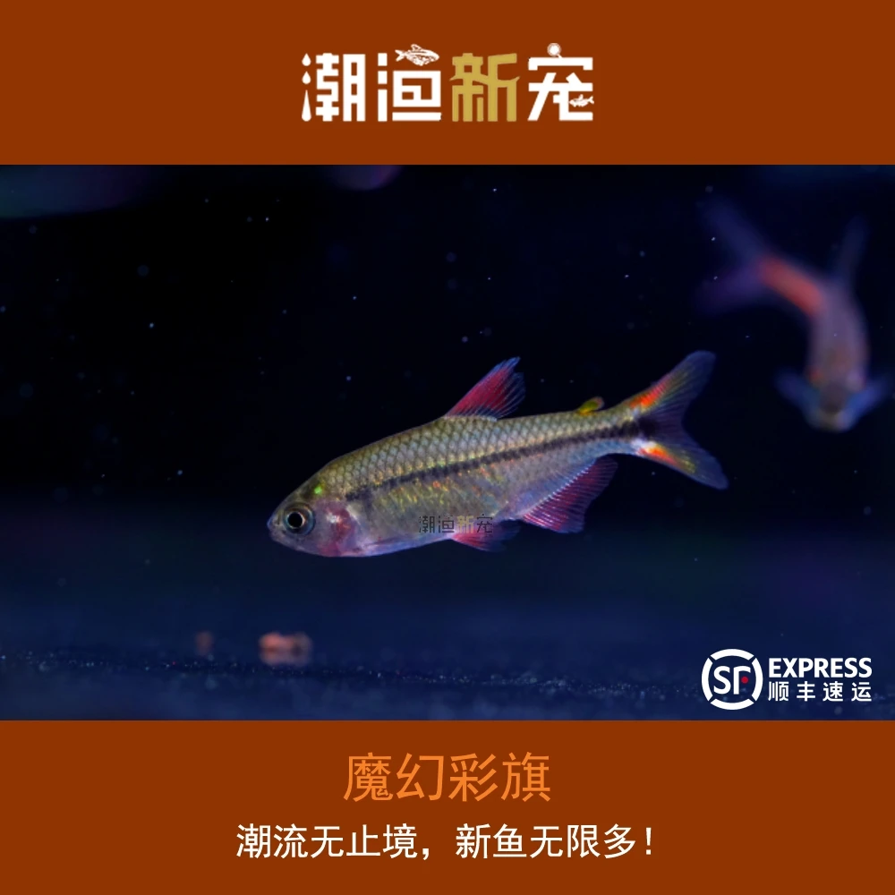 魔幻彩旗 热带小型观赏灯鱼 顺丰包邮包损