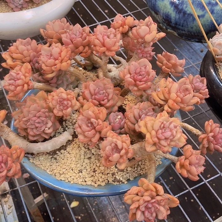 庄***庄在干嘛吃饭呢还是睡觉啦明天去