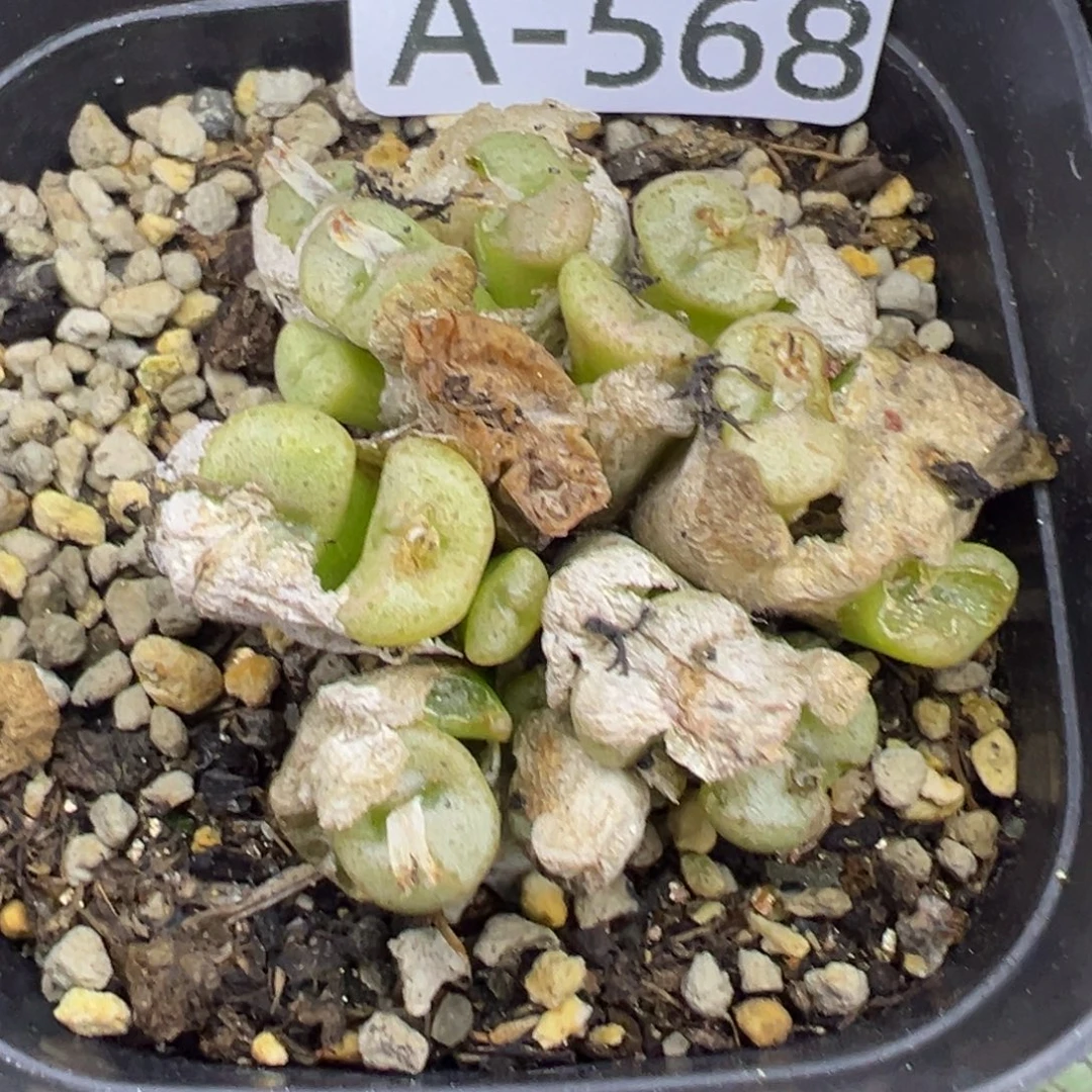 多肉植物1111111111111