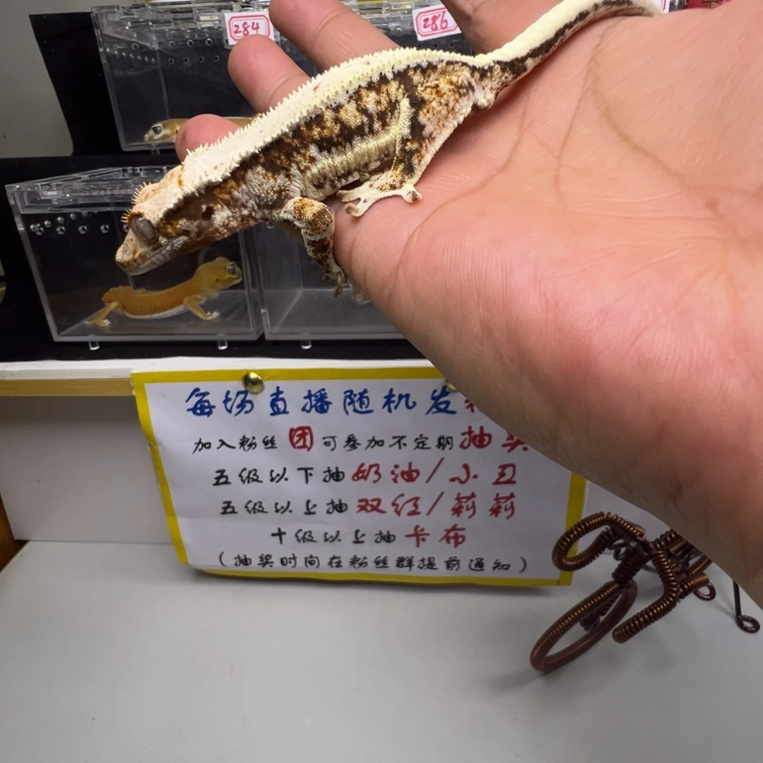 睫角守宫超黑底三色莉莉