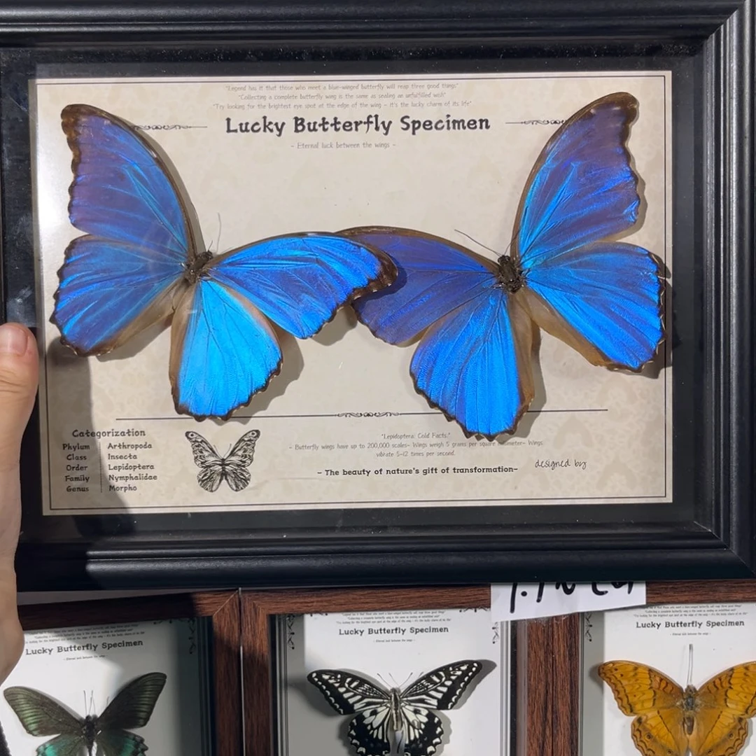 横款两只大蓝双拼欧式