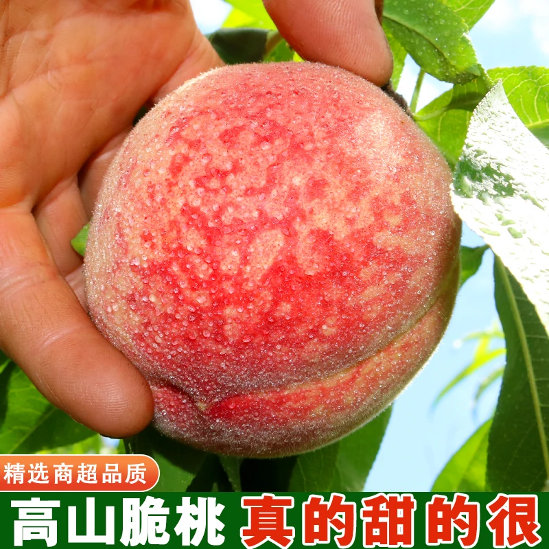【正宗脆桃】桃子正宗脆桃蜜桃现摘现发四川当季新鲜采摘脆甜大果桃