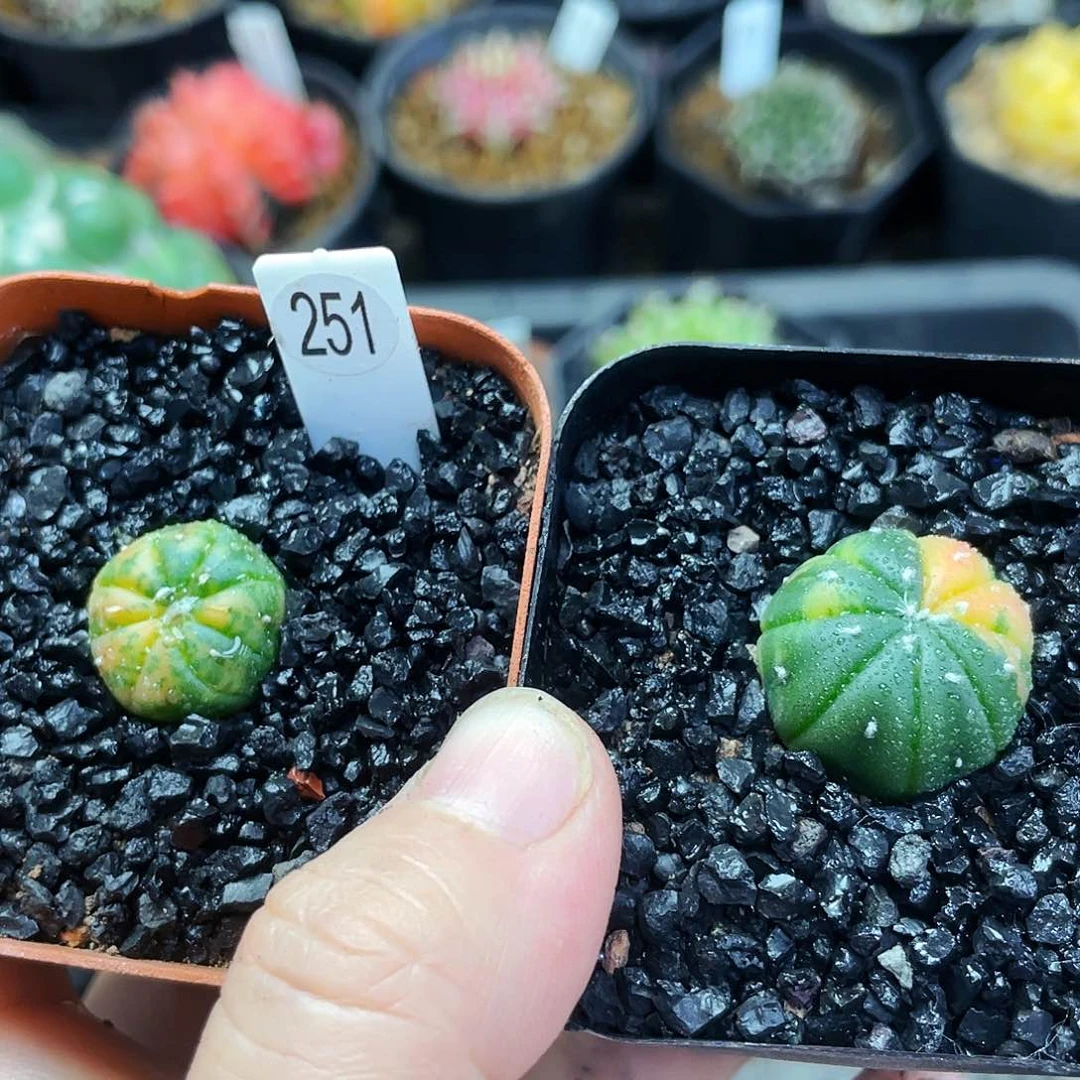1.5cm 非偏远地区满25包邮仙人球裸根