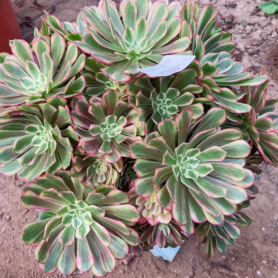 无花朵多肉植物482