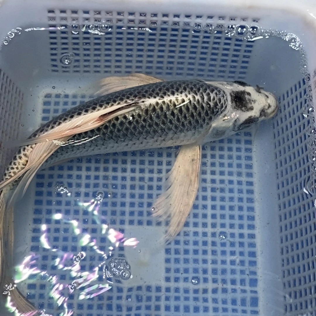 锦鲤冷水锦鲤包邮