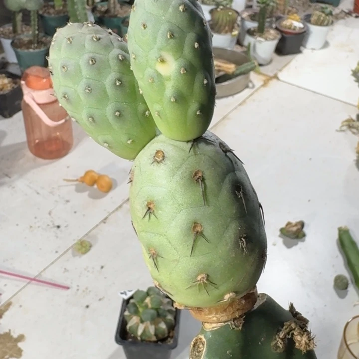 【闪购商品】无花朵苗接白皮洞清货