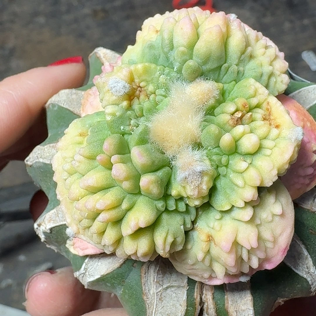 无花朵大尤怒涛牡丹锦318