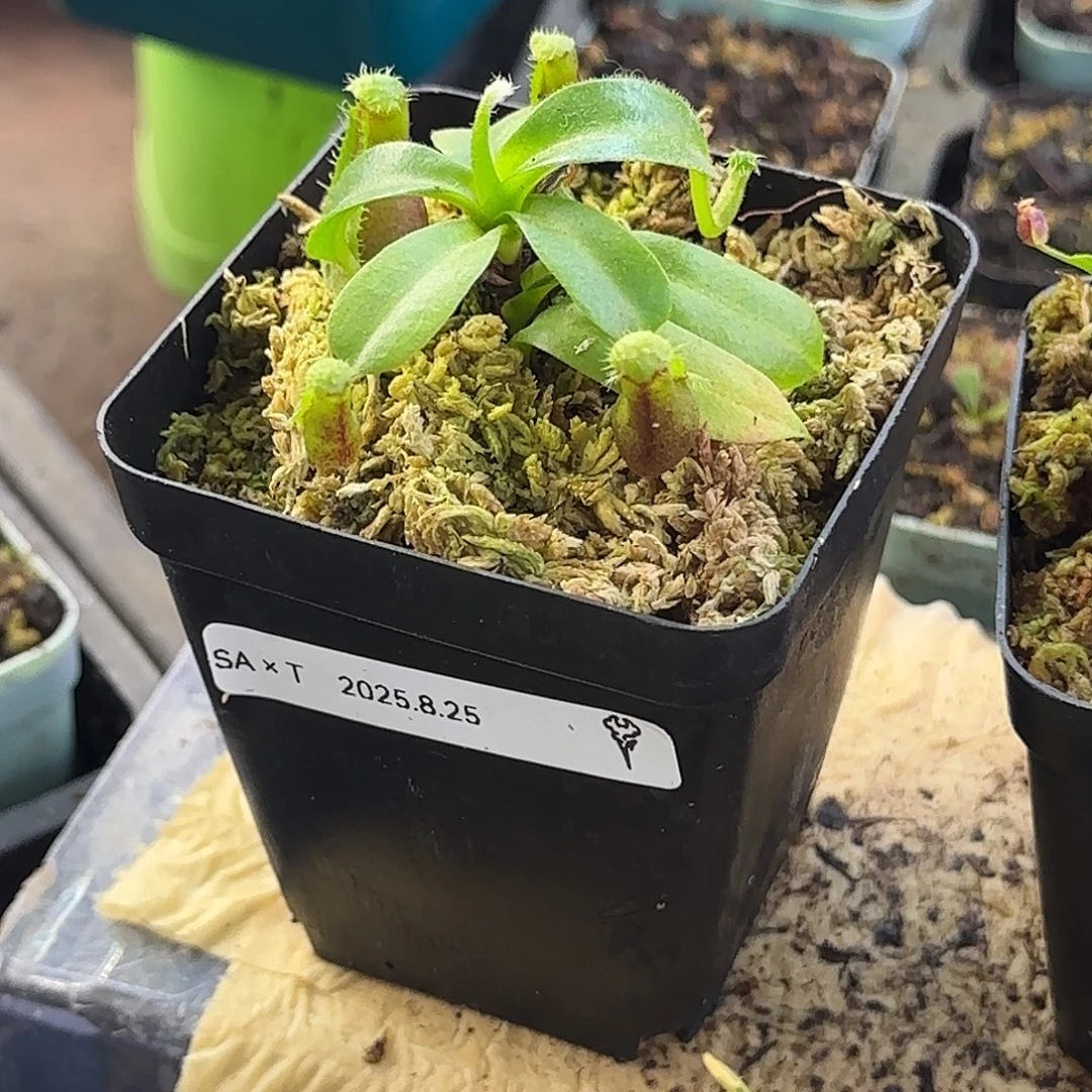 完全开放匙叶马兜铃交截叶