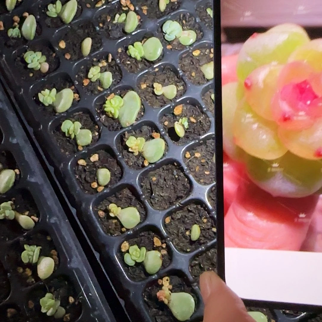 风花240 小中苗穴一个满25包邮