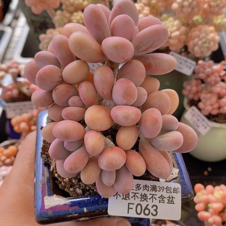 桃蛋老桩8cm063多肉植物