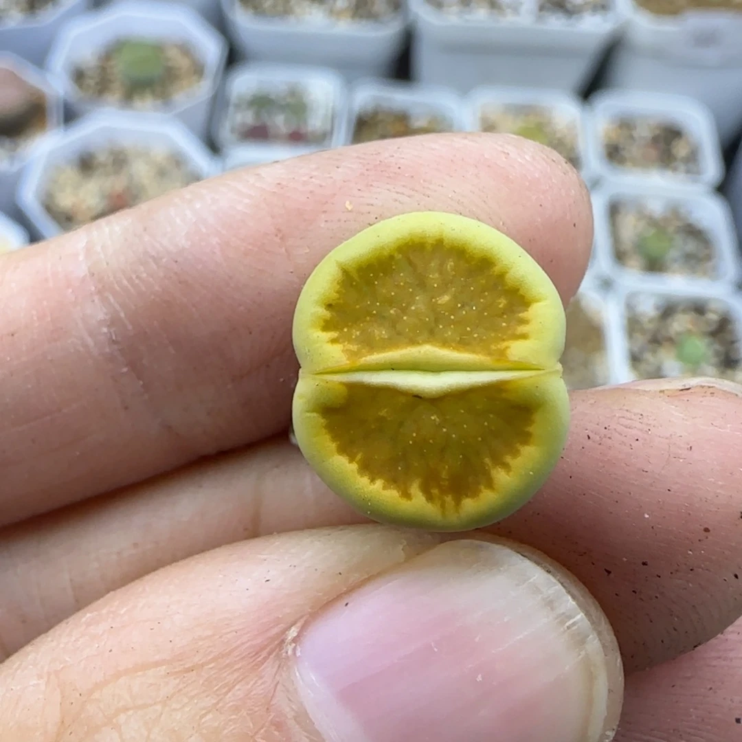 522稍缺水绿菊特30包邮