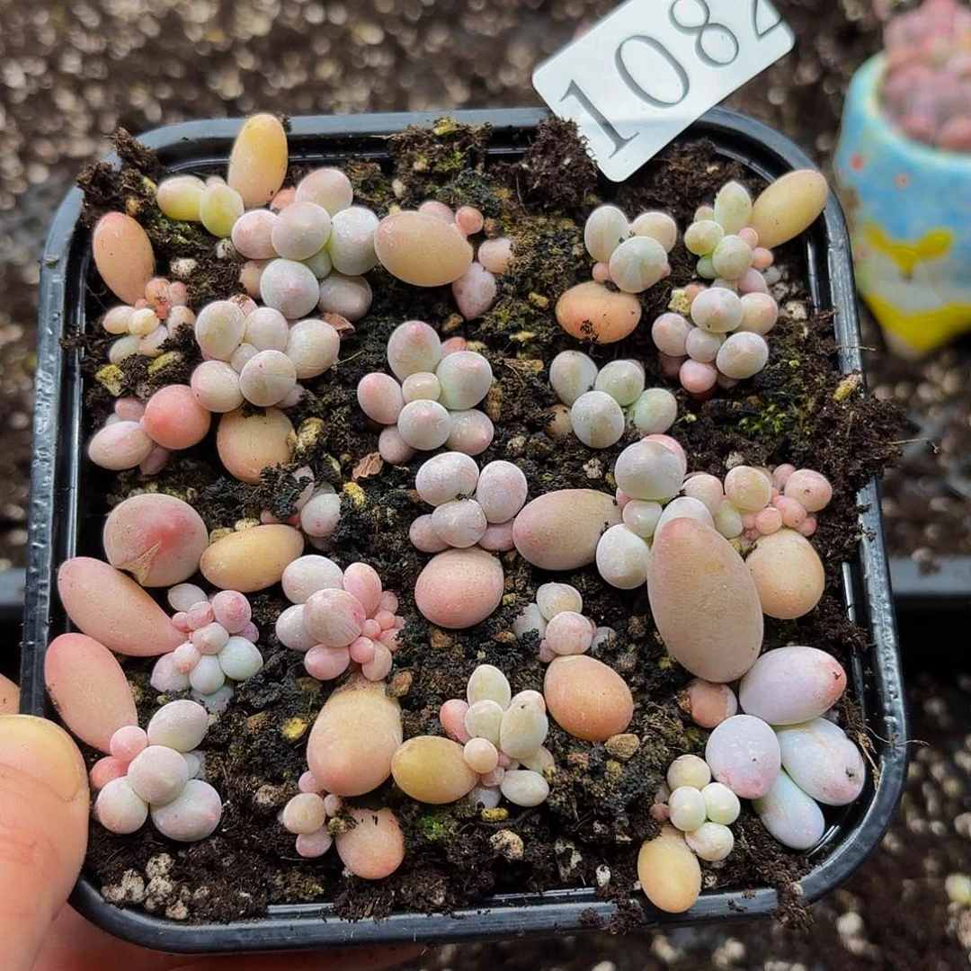 多肉植物多肉植物1084