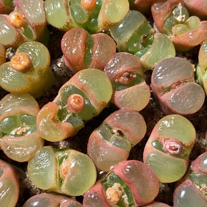 母本透窗风铃一颗