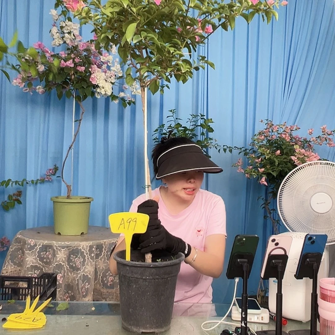 糖***糖当前无花栽培后可以开花A99卡亚塔