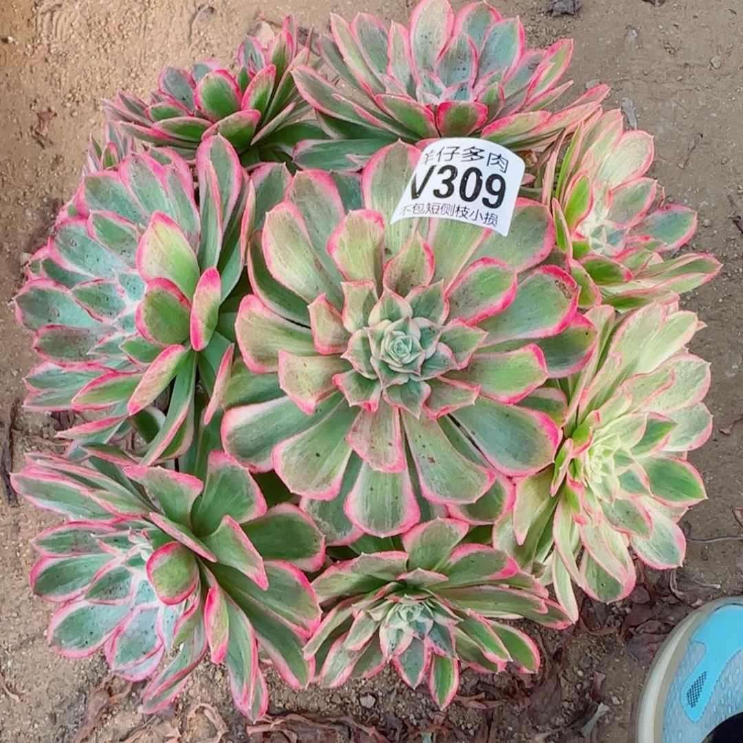 海王法师309冠幅25