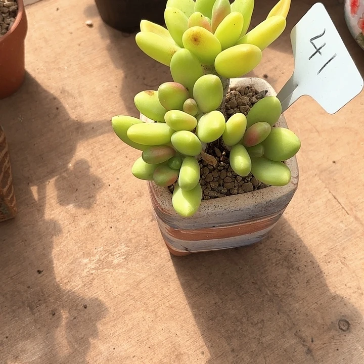 多肉植物，芒果奶41号