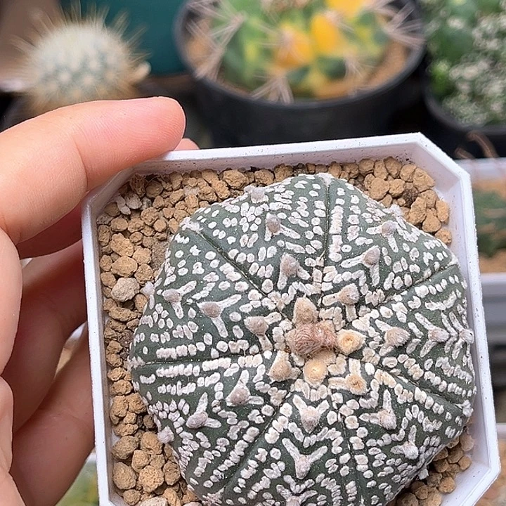 无花朵V兜实生球一颗