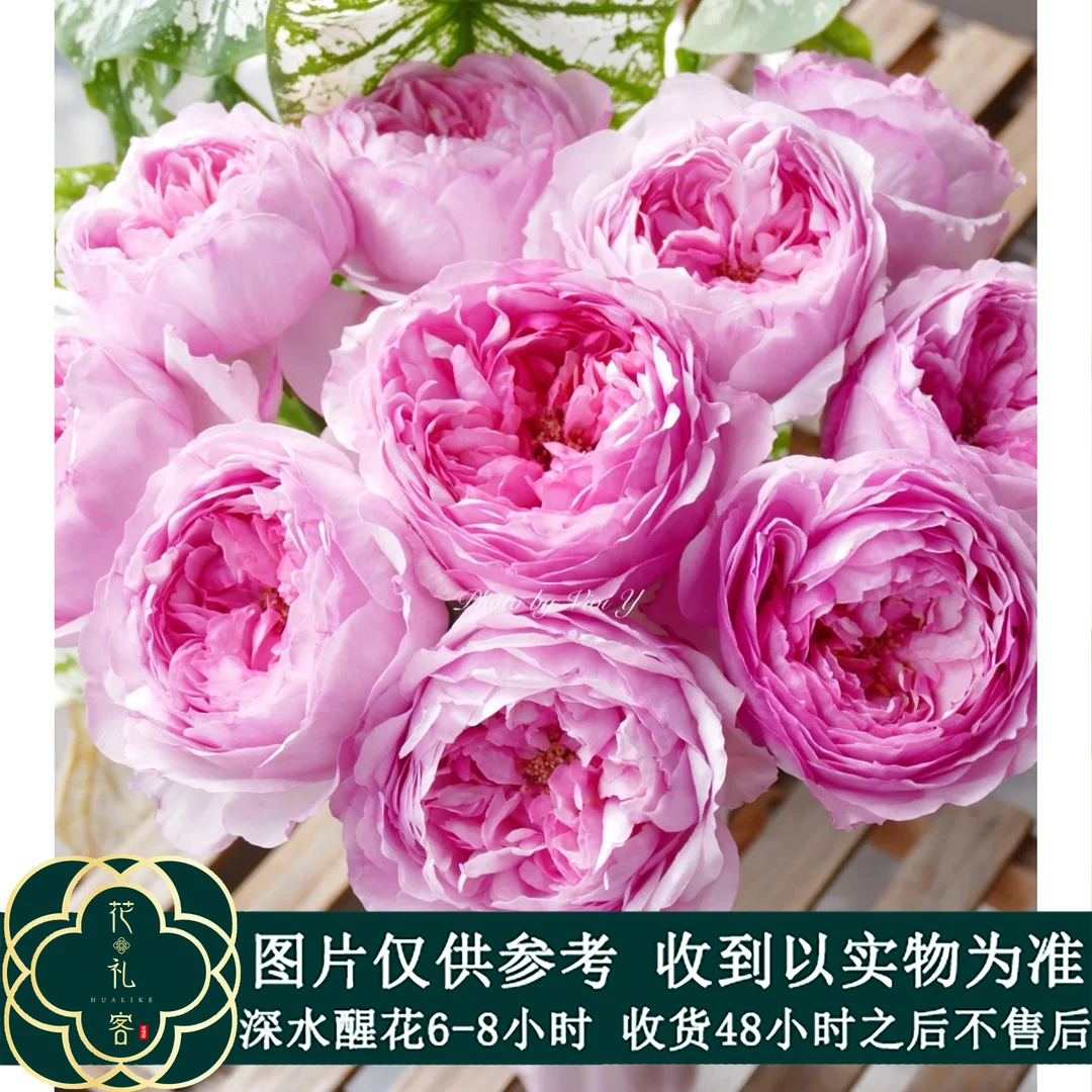 云花巷#单头玫瑰 【甜蜜可爱瓷】鲜花优选 顺丰直发