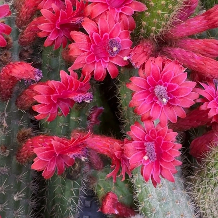 15金妞彩舞柱歪6公分左右无根侧牙，20包邮