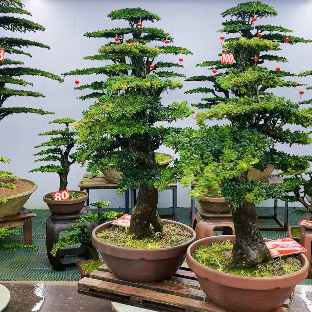 【闪购商品】罗汉松盆景艺术展等