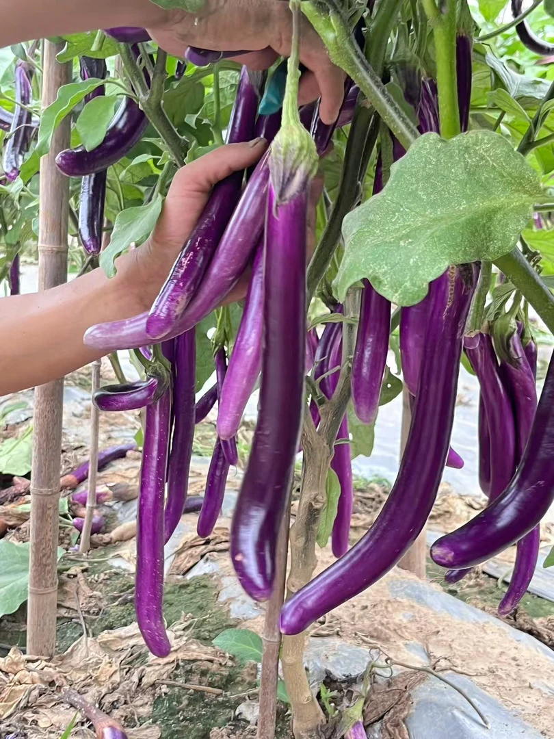 2025年河南露天种植的新鲜紫皮线茄拍5斤茄（点关注的加送给大蒜）