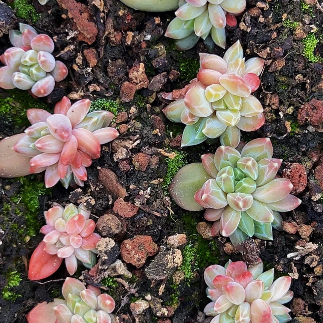 小美精品美人系列