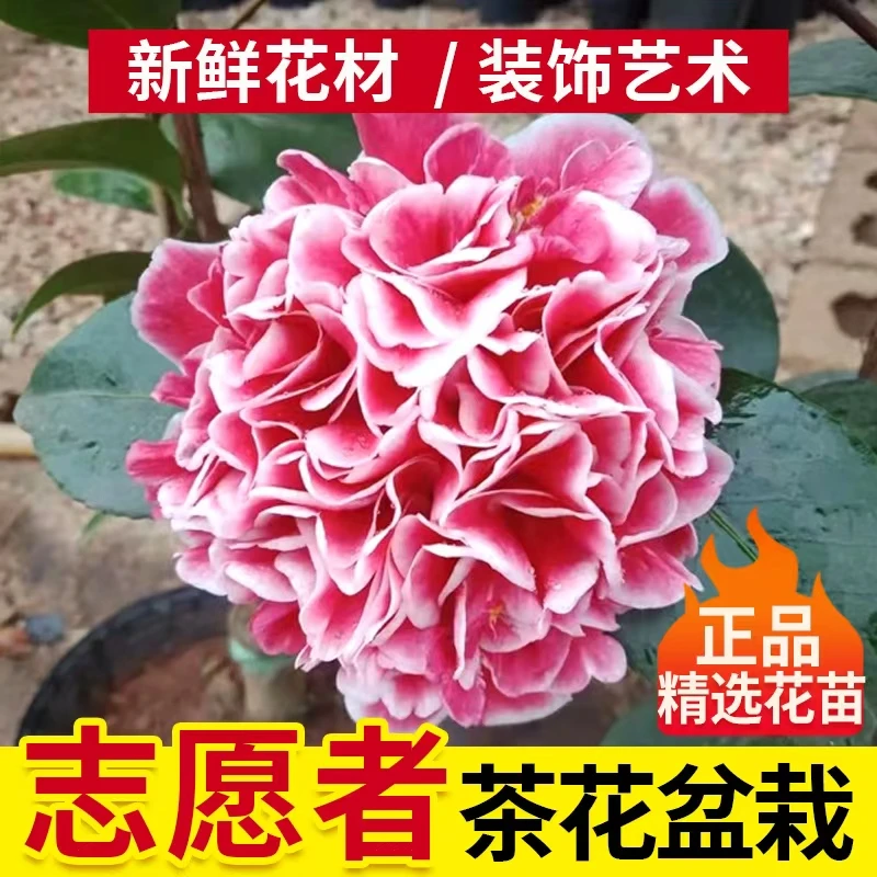 带花苞志愿者山茶花盆栽树苗耀眼茶花室内外可种植进口花卉牡丹花