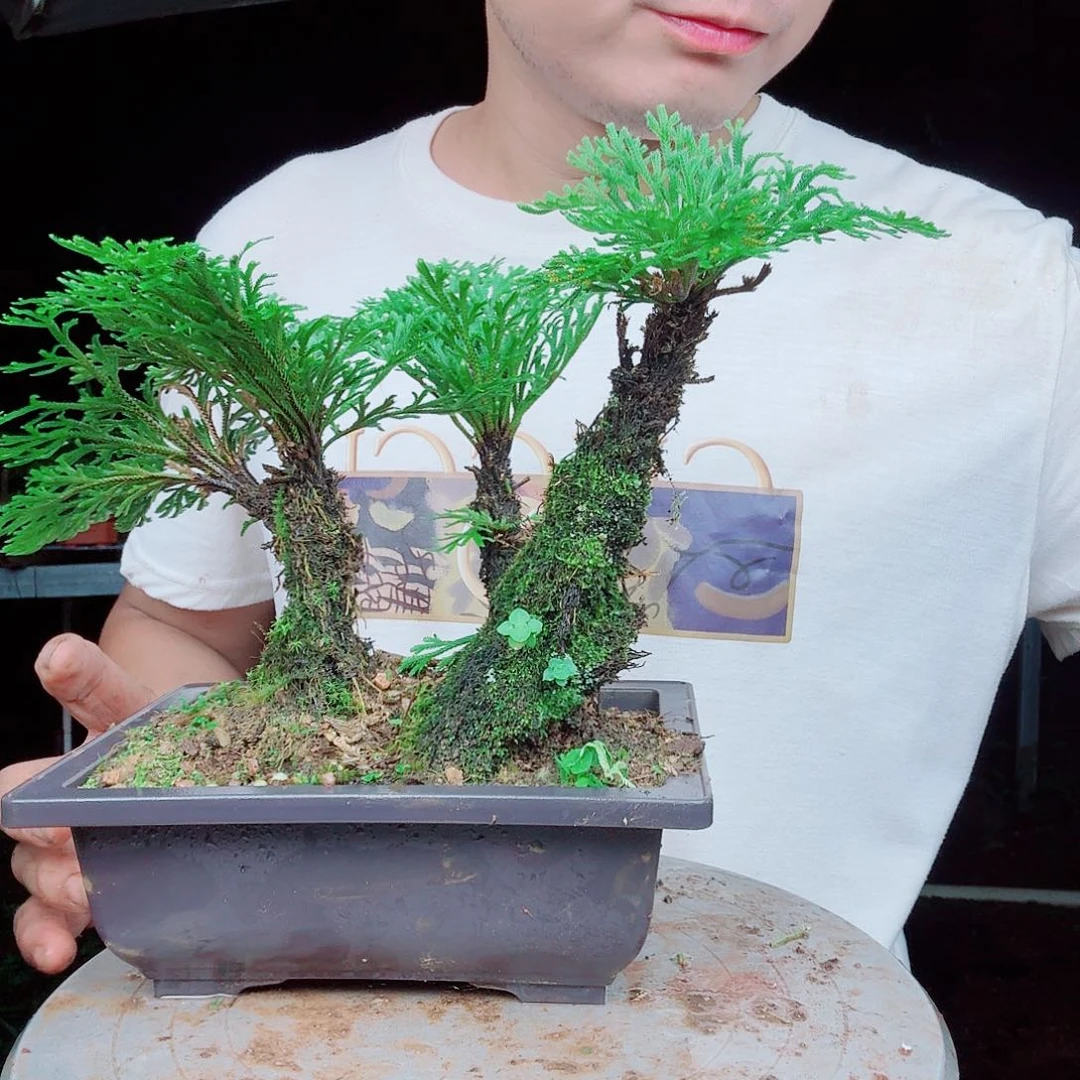 无花朵卷柏一物一拍31