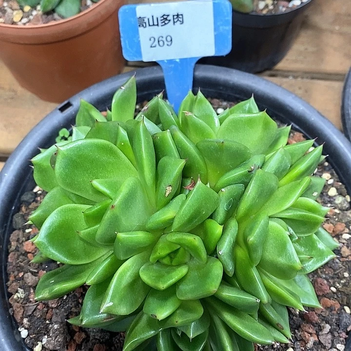 D269- 直播福利 史莱克