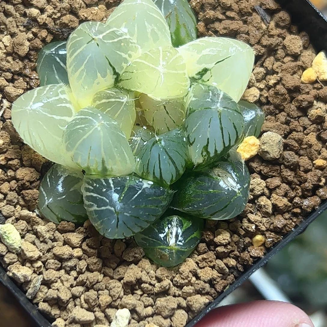 龙爪锦十二卷多肉
