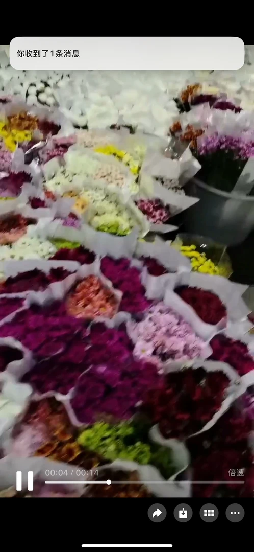 小菊超长待机，夏天鲜花神器