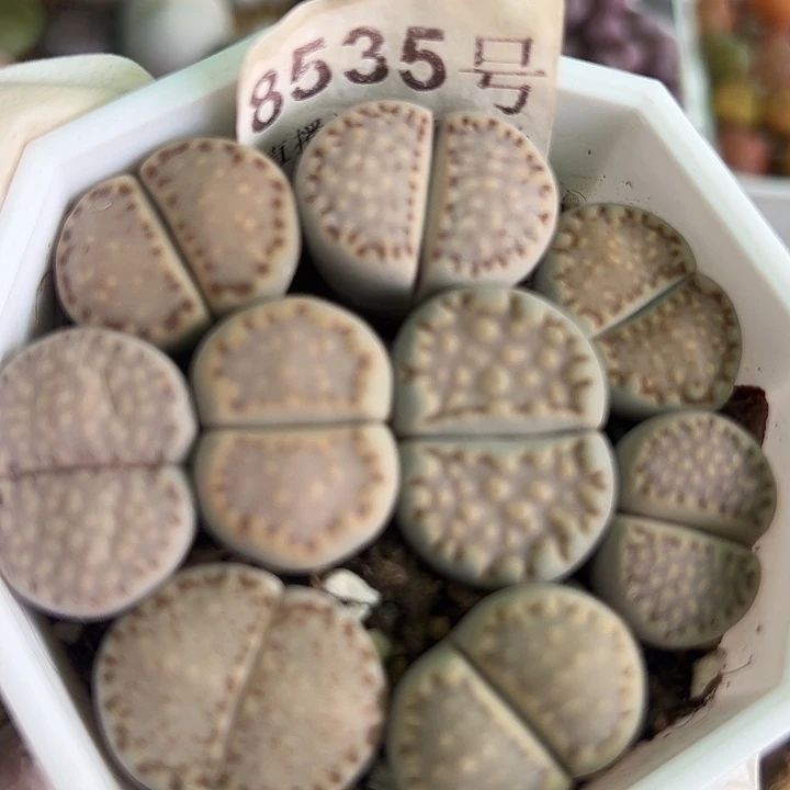 8535 好养易活生石花大母本四年饼干6.5cm盆