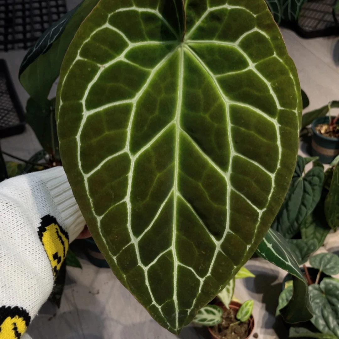 完全开放哥伦比亚黑水晶