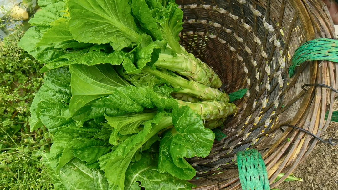 洋子家棒菜，现摘现发