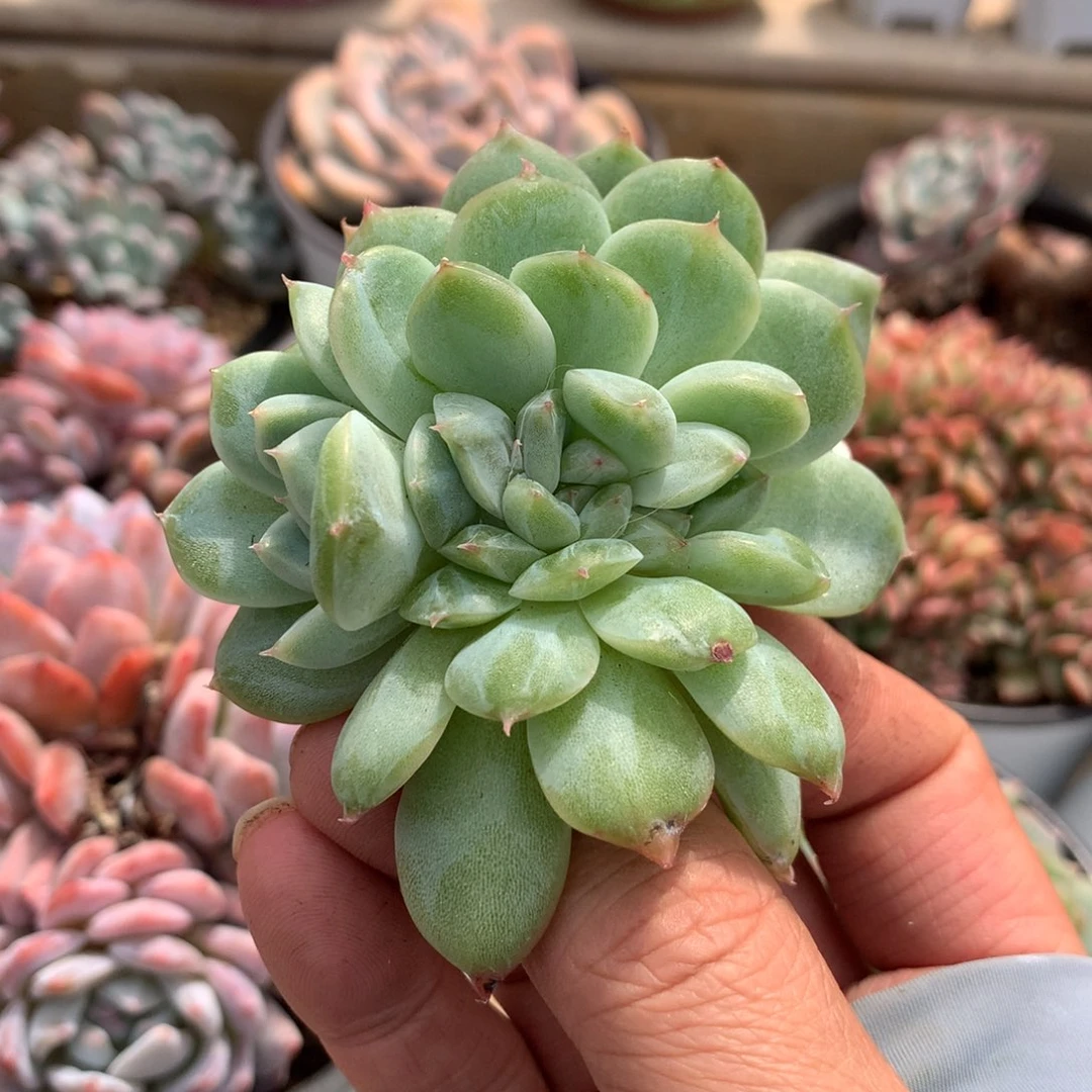 6429原始珍妮朵朵缀一颗7.5厘米