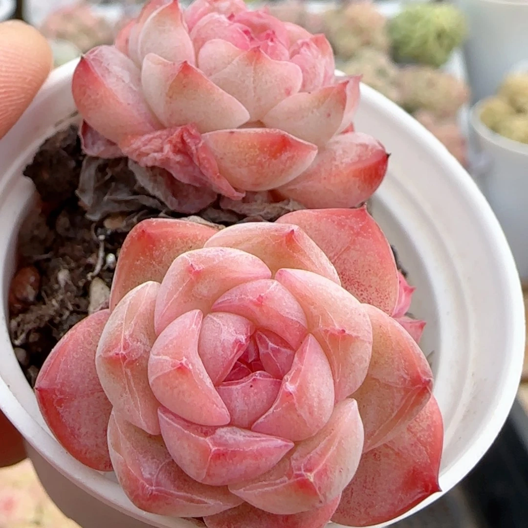 【闪购商品】0117-15糖心