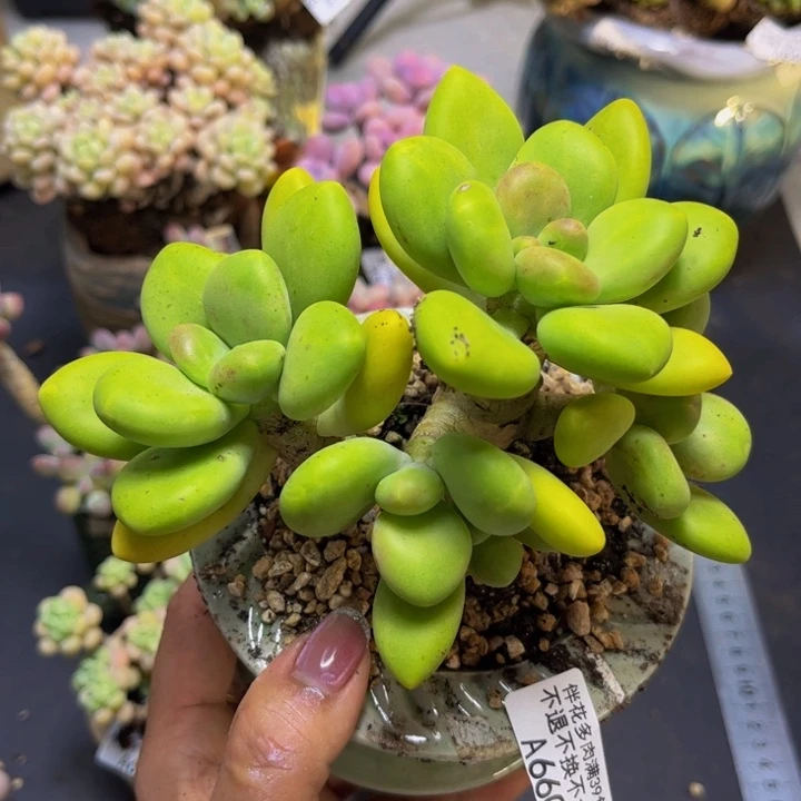 芒果奶酪660/10cm多肉