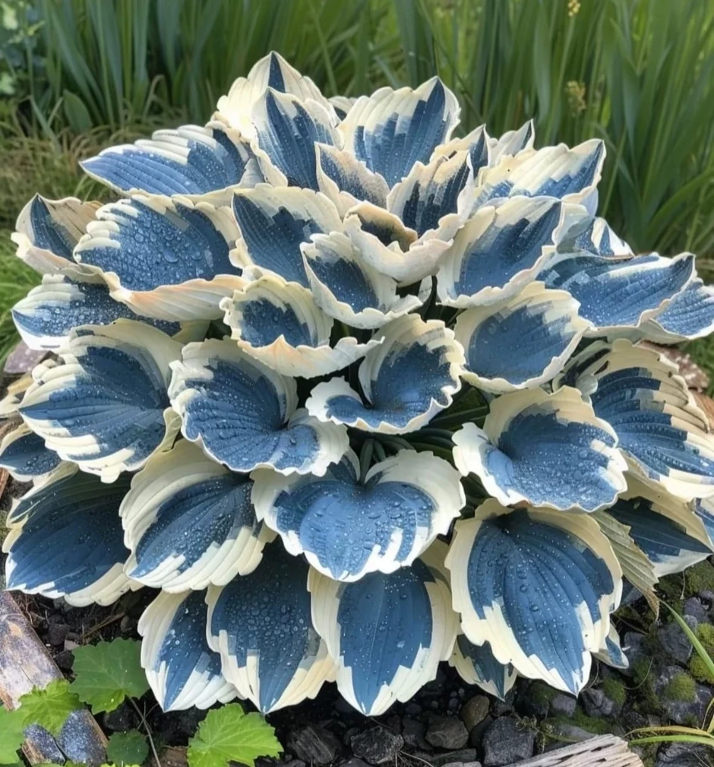 玉簪绣球花种子阳台花园绣球希望忠贞永恒之花糖果