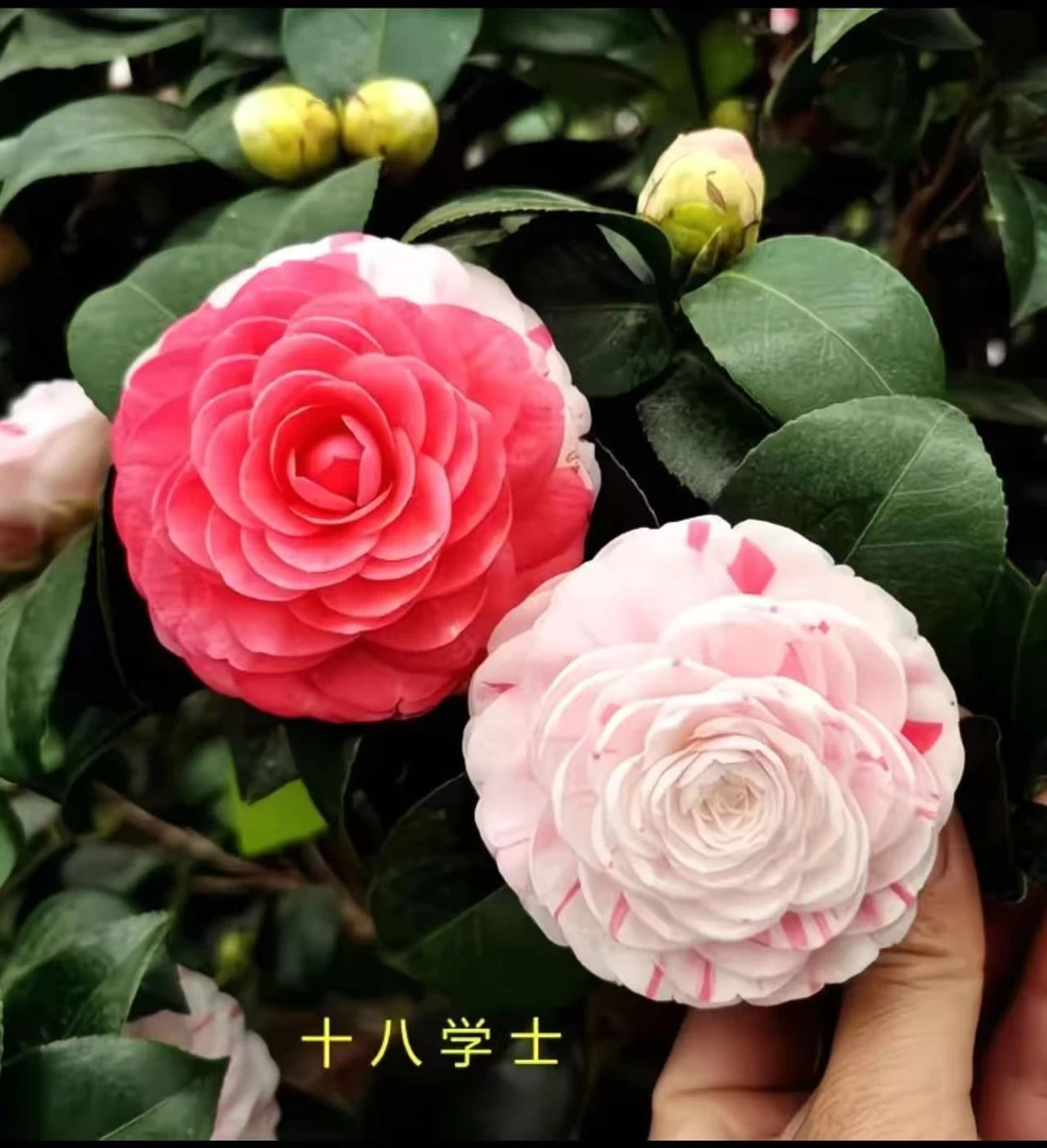 十八学士茶花盆栽多色花卉室内种植好养带花苞发货