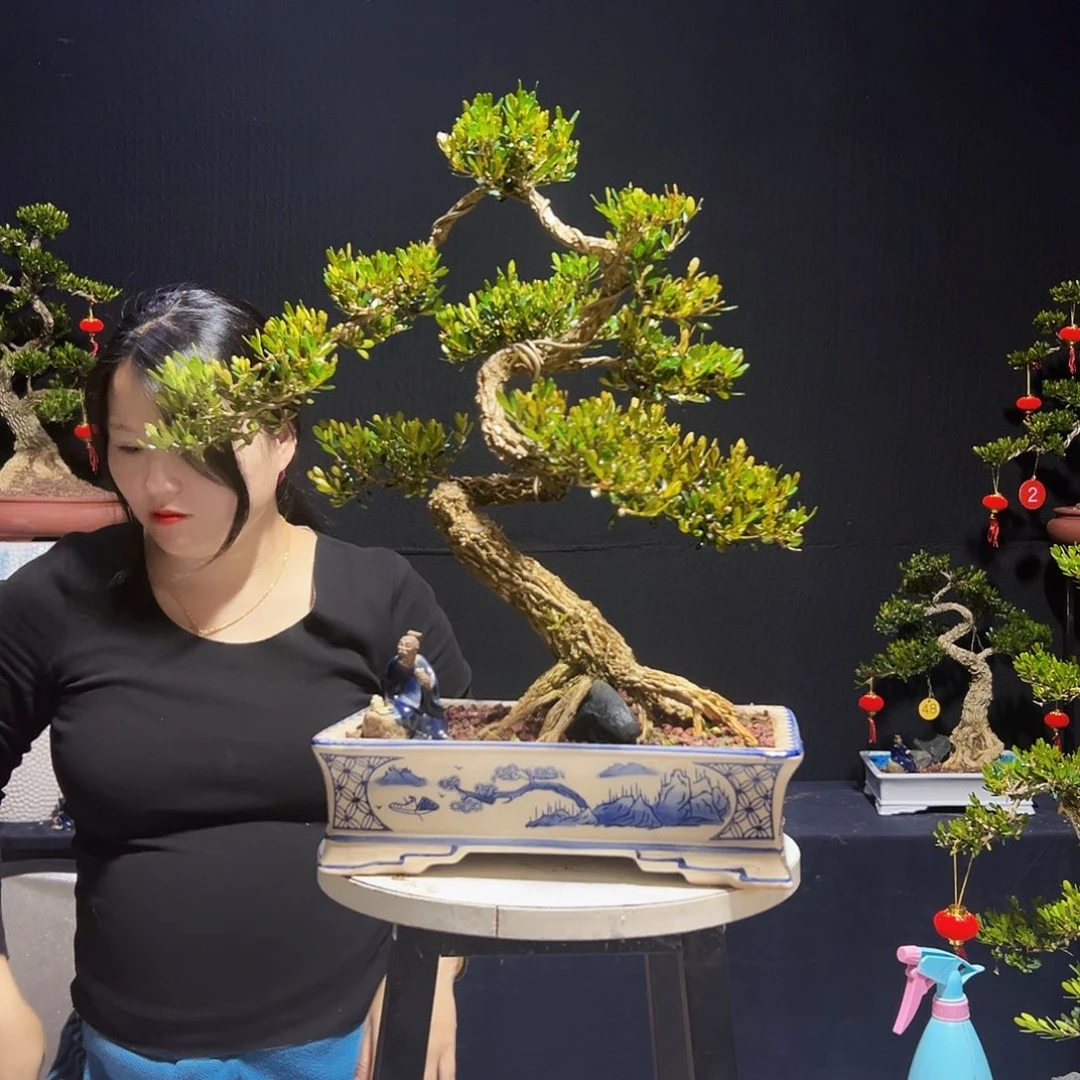 绿植山*》皱皮黄杨木盆景