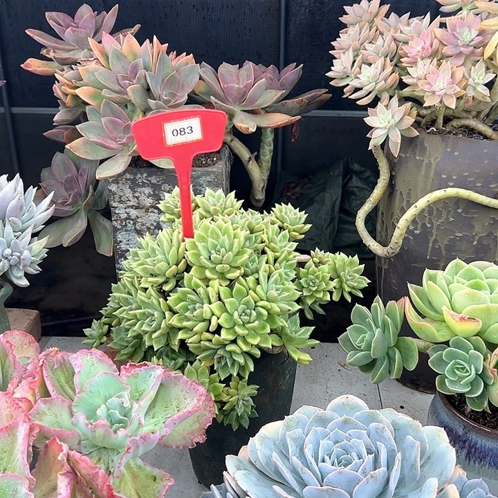 纯***青璀璨多肉葡萄植物083